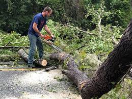 How Our Tree Care Process Works  in  Paris, TX